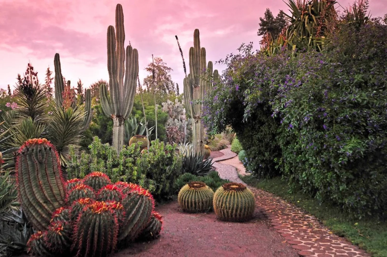Le jardin de cactus d'Anima Garden au coucher du soleil